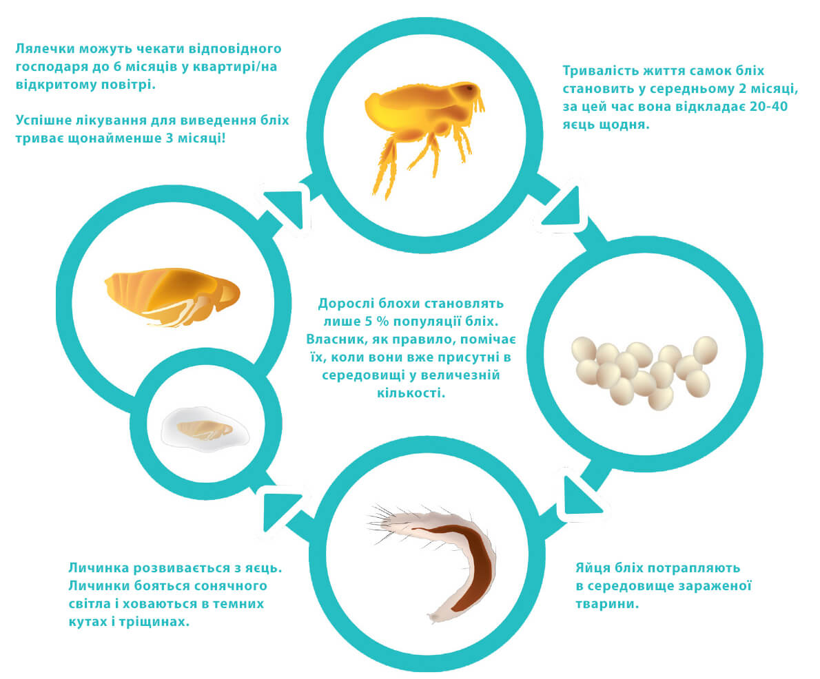 Чого бояться блохи у кішок?